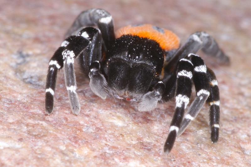 Eresus_sandaliatus_D3045_Z_91_NP De Hoge Veluwe_Nederland.jpg